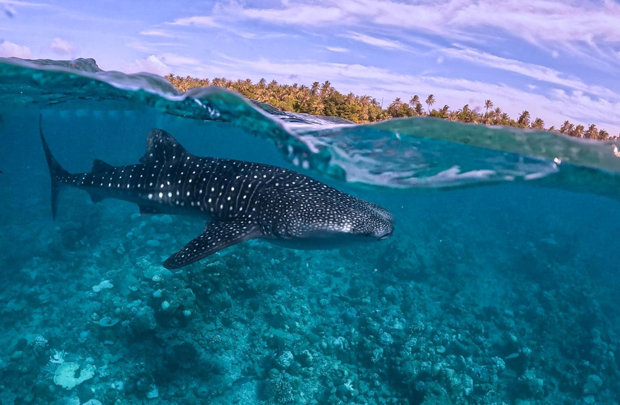 Sands Grand Dhigurah  Eksteriør bilde